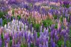 Lupine flowers in Fiordland National Park, South Island, New Zealand