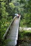 Bridge Below Whangarei Falls, Northland, New Zealand