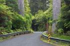 Road between Kauri Trees, Waipoua Kauri Forest, Northland, New Zealand