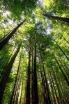 Redwood Forest, Rotorua, New Zealand