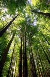 Redwood Forest, Rotorua, New Zealand