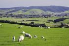 Farmland at Milburn, South Otago, South Island, New Zealand
