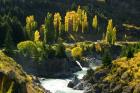 Autumn Colours, Kawarau River, Kawarau Gorge, South Island, New Zealand