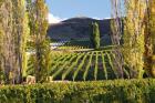 Felton Road Vineyard, Bannockburn, South Island, New Zealand