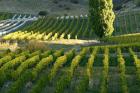 Felton Road Vineyard, Bannockburn, Central Otago, South Island, New Zealand