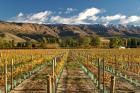 Vineyard and Pisa Range, Cromwell, Central Otago, South Island, New Zealand