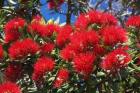 Pohutukawa Flowers