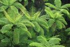 Ferns, AH Reed Memorial Kauri Park, Whangarei, Northland