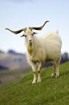 Goat, Taieri, near Dunedin, South Island, New Zealand