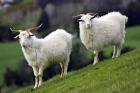 Pair of Goats, Taieri, South Island, New Zealand