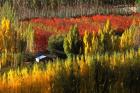 Autumn Colours, Bannockburn, Central Otago, New Zealand