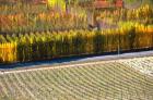 Autumn in Mt Difficulty Vineyard, Central Otago, New Zealand