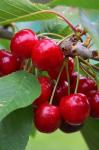 Cherry Orchard, Central Otago, South Island, New Zelaland