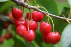 Cherries, Orchard near Cromwell, Central Otago, South Island, New Zealand