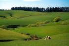 Farmland Near Clinton, New Zealand