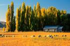 Farmland, Maniototo, Central Otago, New Zealand