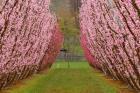 Orchard in Spring, Cromwell, Central Otago, South Island, New Zealand