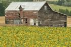 Sunflowers and Old Barn, near Oamaru, North Otago, South Island, New Zealand