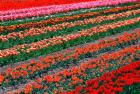 Tulip Fields, Tapanui, Southland, New Zealand