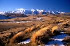 Tussocks and Hawkdun Range, Central Otago, New Zealand