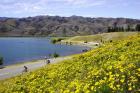 Californian Poppies and Cyclists, Lake Dunstan, South Island, New Zealand