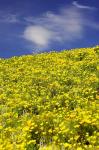 Californian Poppies, Central Otago, South Island, New Zealand