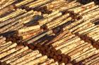 Log Stacks, Marlborough Sounds, South Island, New Zealand