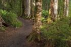 Kepler Track, Fjordland National Park, South Island, New Zealand