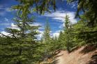 Larch Forest by Lake Benmore, Waitaki Valley, North Otago, South Island, New Zealand