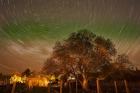 Star Trails Over Walnut Tree, Domain Road Vineyard, Central Otago, South Island, New Zealand