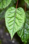 Wineberry, West Coast, South Island, New Zealand