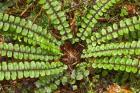 Ferns near Lake Moeraki, West Coast, South Island, New Zealand