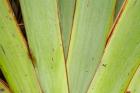 Flax Detail, West Coast, South Island, New Zealand