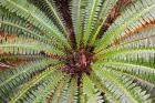 Crown Fern, Puipui, West Coast, South Island, New Zealand