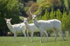 White Fallow Deer, near Queenstown, Otago, South Island, New Zealand