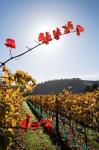 Te Kairanga Vineyard, Martinborough, Wairarapa, North Island, New Zealand