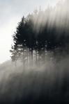 Early Morning Mist and Trees, State Highway 4 near Wanganui, North Island, New Zealand