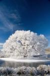 Hoar Frost on Willow Tree, near Omakau, Central Otago, South Island, New Zealand