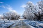 Hoar Frost near Oturehua, Central Otago, South Island, New Zealand