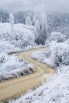 Hoar Frost and Road by Butchers Dam, South Island, New Zealand (vertical)