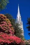 Rhododendrons and First Church, Dunedin, New Zealand