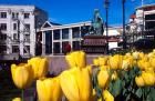 Yellow tulips, Octagon, Dunedin, New Zealand