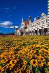 Historic Railway Station and field of flowers, Dunedin, New Zealand
