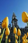 Tulips and Municipal Chambers Clocktower, Octagon, Dunedin, New Zealand