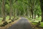 Twin Oaks Drive, Paths, North Island, New Zealand