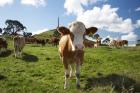 Cows And Obelisk, One Tree Hill Domain, Auckland, North Island, New Zealand