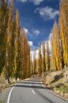 Autumn, Rangitikei District, North Island, New Zealand