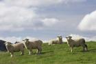Sheep And Farmland, Rangitikei District, Central North Island, New Zealand