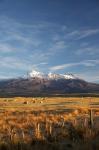 Farm Scene, Mt Ruapehu, North Island, New Zealand