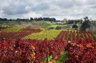 Vineyard, Te Kauwhata, Waikato, North Island, New Zealand